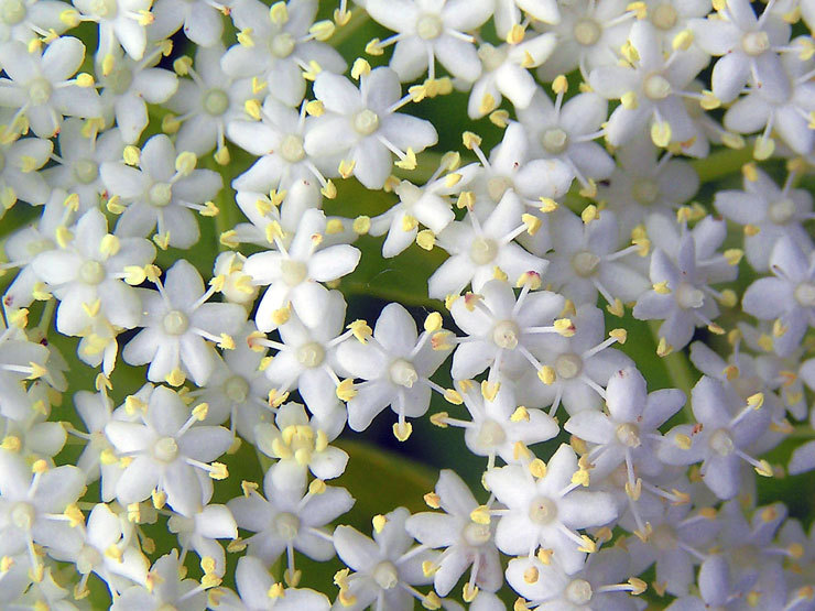 Ancienne Illustration De Sambucus Nigra Vecteurs Libres De