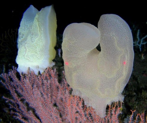 rabbittongue:nightoftheghoulz:benthic ctenophore (comb...