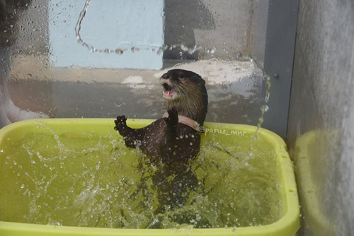 The Daily Otter