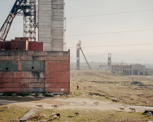 freshfrompoland:by Michał SierakowskiHerding sheep,...