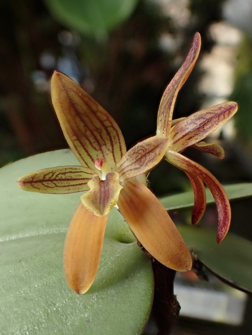 orchid-a-day:Pleurothallopsis monetalisSyn.: Octomeria...