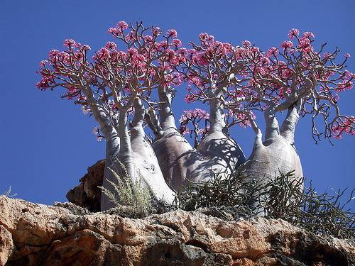 sevenpencee:Socotra Island is often called “the most alien...