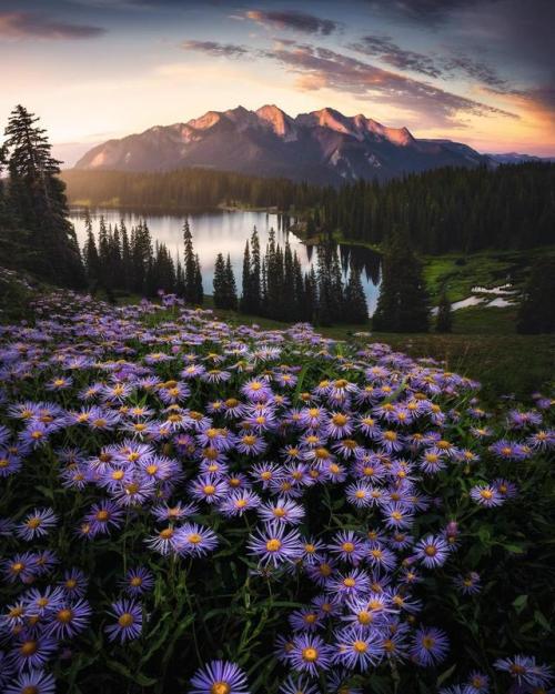 amazinglybeautifulphotography:A wildflower sunrise overlooking...