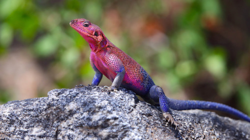 Agama Lizard byDavid Man