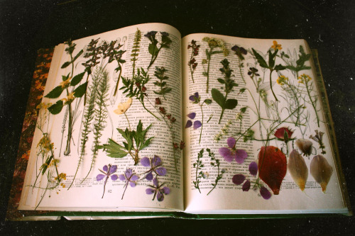 botanical-inspiration:byOlesya k