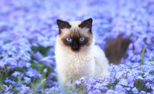 earthandanimals:Bloom by Alina Shevelina