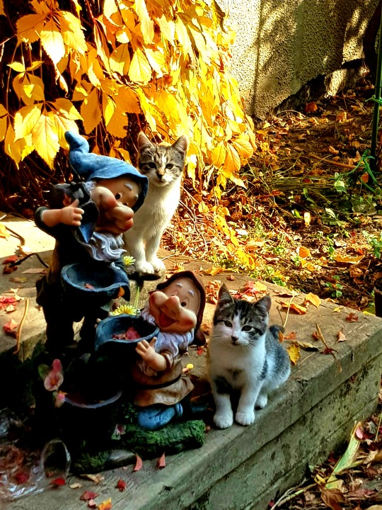 Garden gnomes