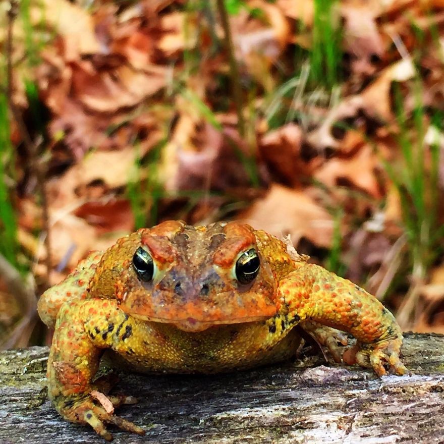 Toadiebeans — ☆TOADIE REVIEW☆[♂ American Toad] a very precious...