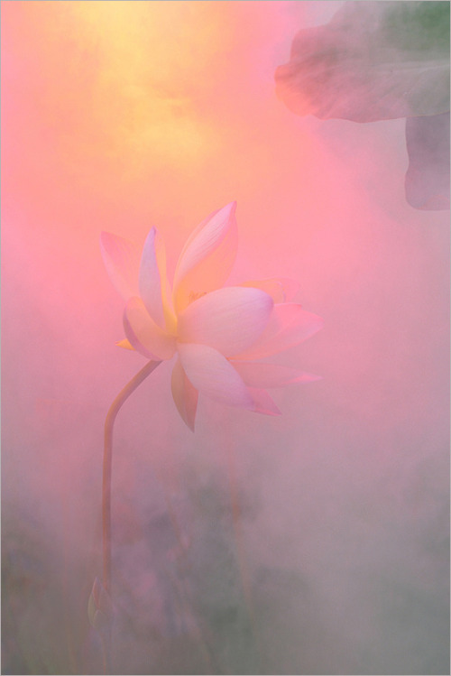 softwaring:Lotus Flowers by Bahman Farzad