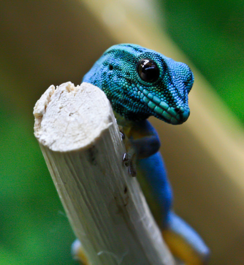 Katsura's Lizards • scales-and-fangs: Electric Blue Day Gecko...