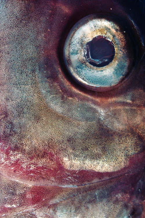 fish eye on Tumblr