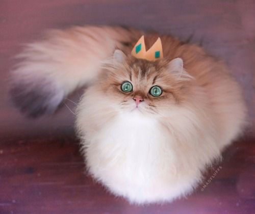 supermodelcats
