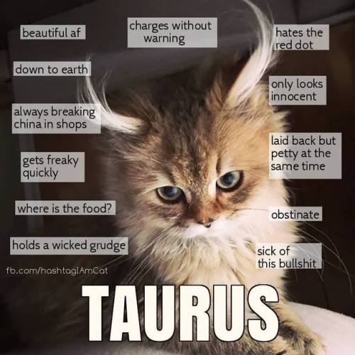 meowmeowkazoo:Cat horoscopes! :3