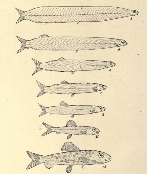 nemfrog:“Stages in post-embryonic development of the lady fish...