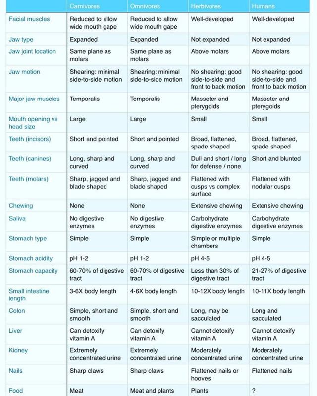 Untitled — Are humans omnivores? *stomach acidity when food...