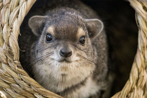 end0skeletal:Rock Hyrax