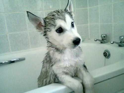 wewewe-soexcited:A compilation of puppies first bath photos…...