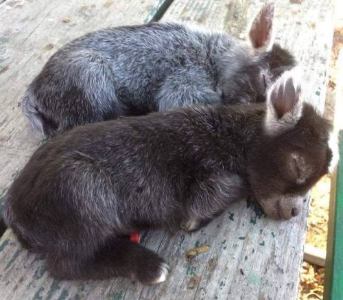 sixpenceee:Sleeping baby pygmy goats!