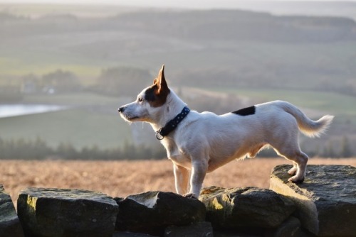 ollietherottweiler:Favourite pictures of Odie on our Yorkshire...