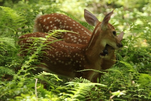 megarah-moon:“Whitetail Fawns Feeding” byShill718