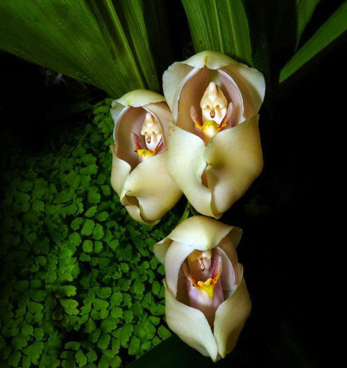 Anguloa Uniflora is a type of orchid which looks as if babies are swaddled inside.