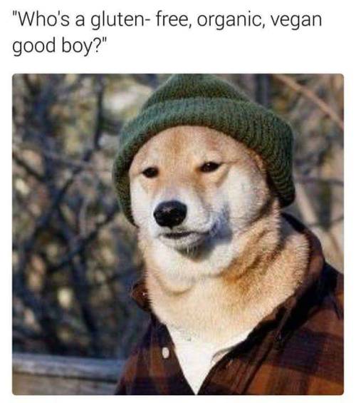 hipster dog meme | Tumblr