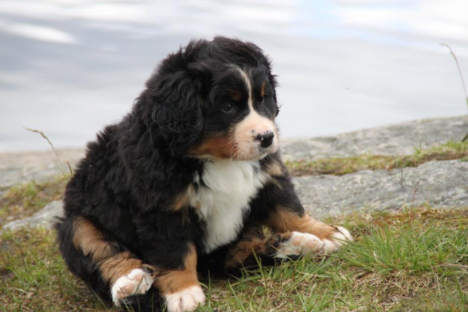 awwww-cute:
“My friend’s chubby puppy likes to sit like this
”