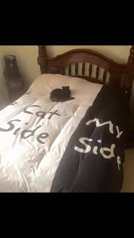 I want this bed 😍 and that cat! 😍 Source: http://bit.ly/2YAE0ig