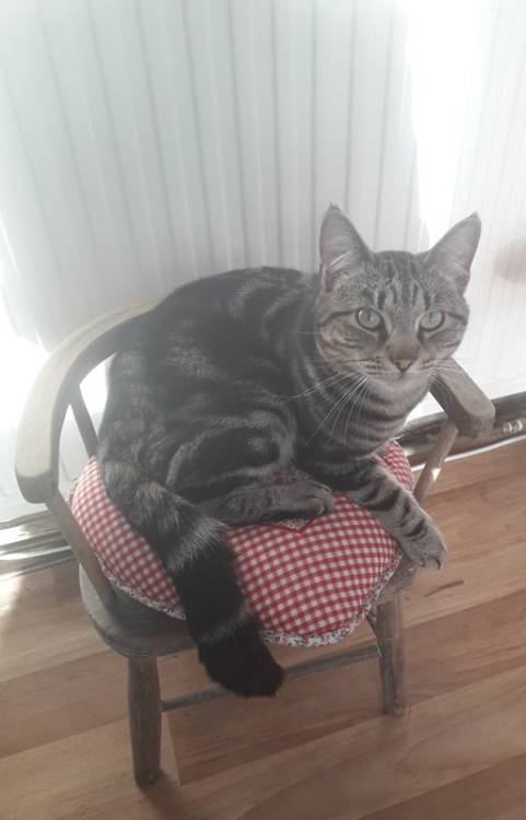 My Mum bought Mr Mouse a tiny chair and it’s too...