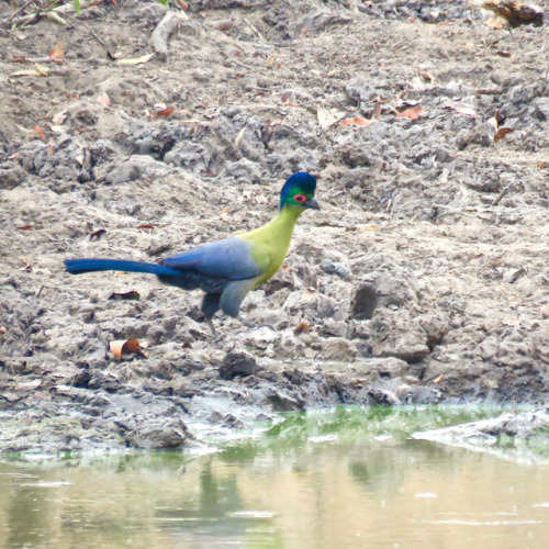 #purpleheaded #turaco One beautifully-coloured #bird in #malawi ...