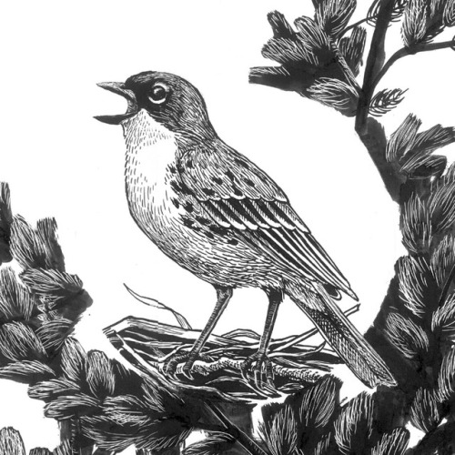 jhfrench:Kirtland’s warbler, black morels, and wild blueberry...