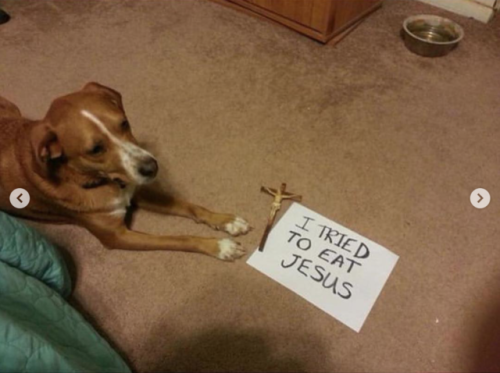 babyanimalgifs:Dogs shaming