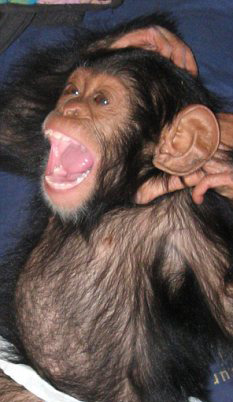 La Risa
Está muy divulgado ese tonto cliché según el cual la risa de los chimpancés no es verdadera risa, sino solo expresión de miedo.
Naturalmente, eso no puede ser verdad. Esas criaturas son demasiado parecidas a nosotros. Y nuestra risa es todo...