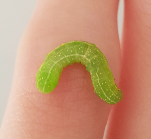 saccstry:Ithink this caterpillar is a really beautiful shade...