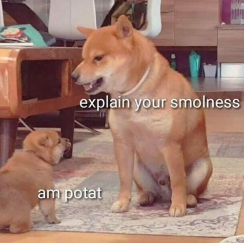babyanimalgifs
