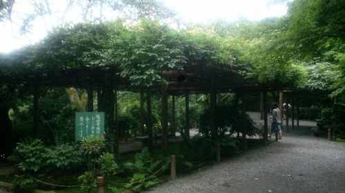 tacoriichi