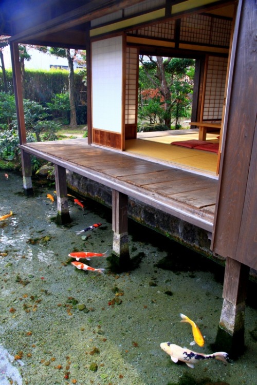 dekoi2501post:雲仙の恵み、そして災い－長崎県島原市 - よっちんのフォト日記湧水庭 四明荘