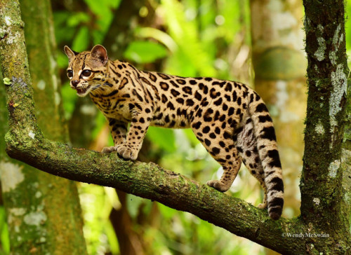 margay | Tumblr