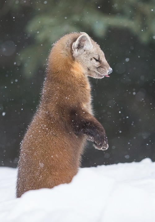 beautiful-wildlife:Cute by © Gary Zeng