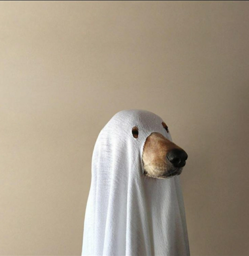 awwww-cute:Quick!, mods are asleep, post something spooky!...