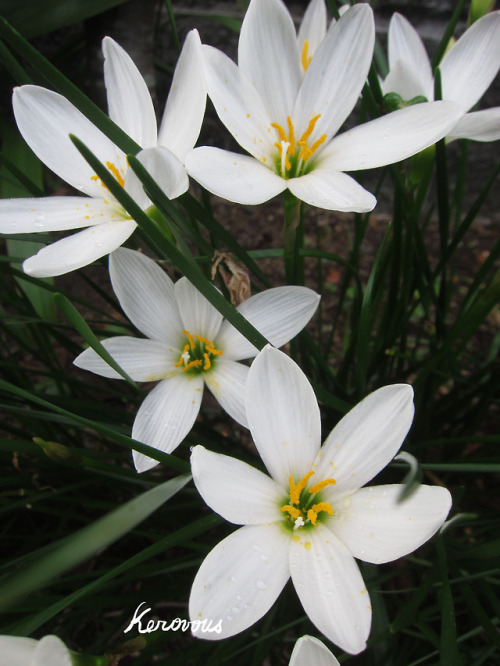 Own picture : # 216,  Zephyranthes,  September  2018