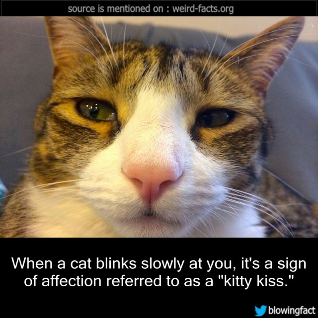 weird-facts-when-a-cat-blinks-slowly-at-you-it-s-a-sign-of