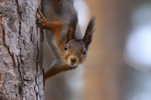 michaelnordeman:More squirrel pictures. There can never be too...