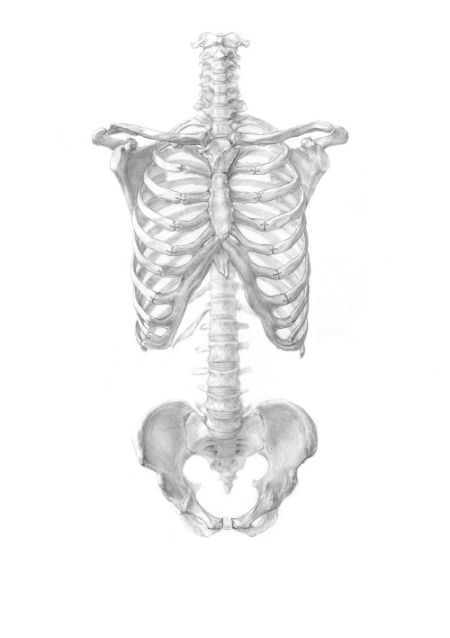 human skeleton on Tumblr