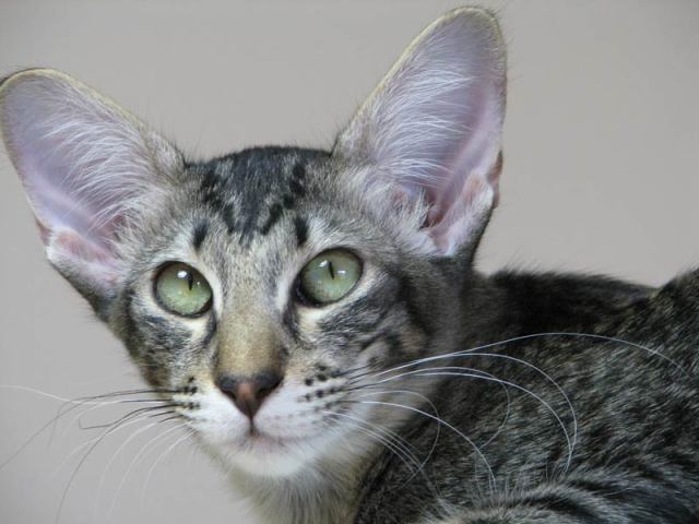 black spotted tabby cat black spotted tabby cat