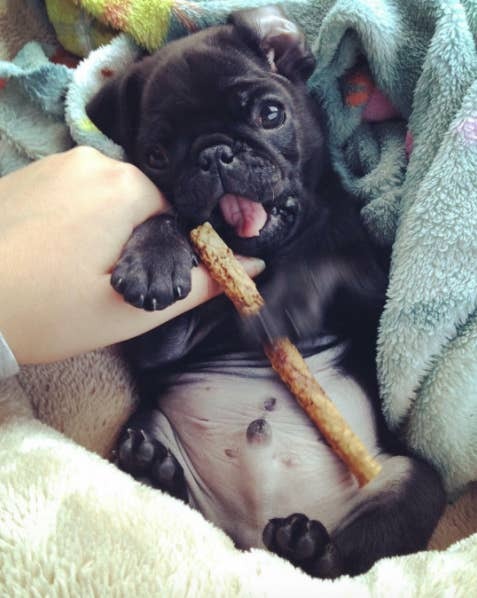 pugsandfrenchbulldogs
