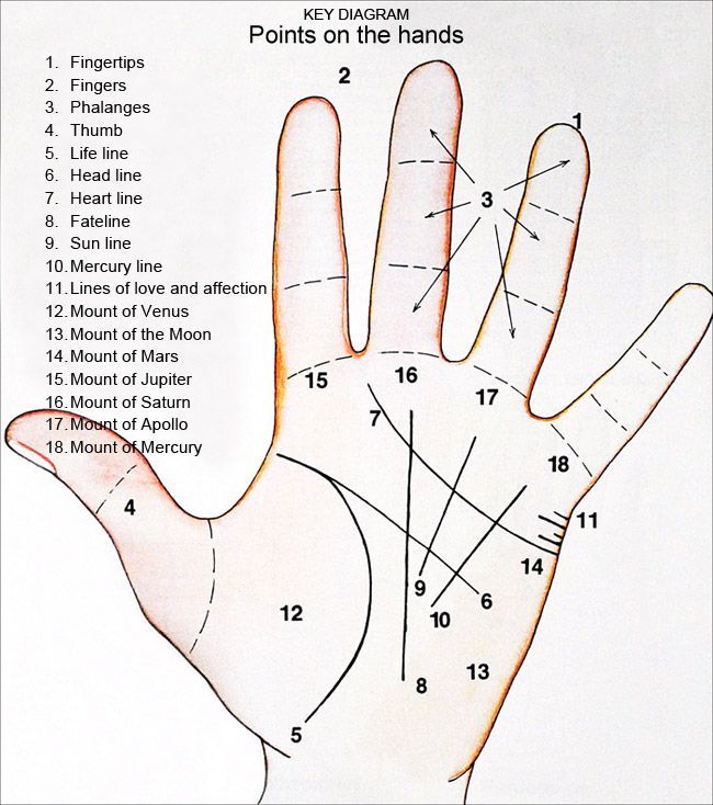 Palm Chart
