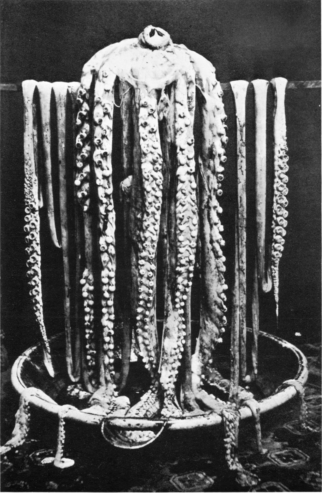 biomedicalephemera-giant-squid-hanging-over-biomedical-ephemera