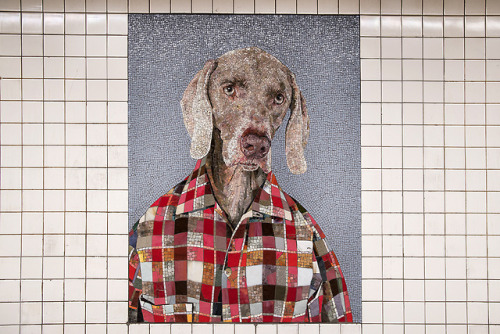 mtaartsdesign:Every day is good dog day atthe newly re-opened...