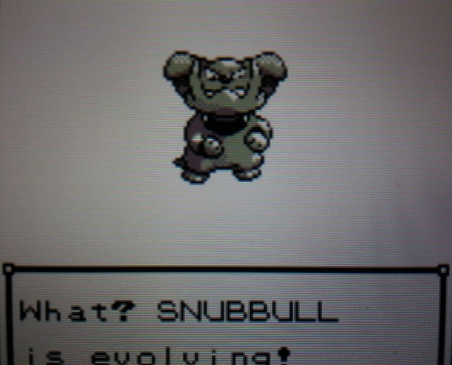 shiny snubbull plush